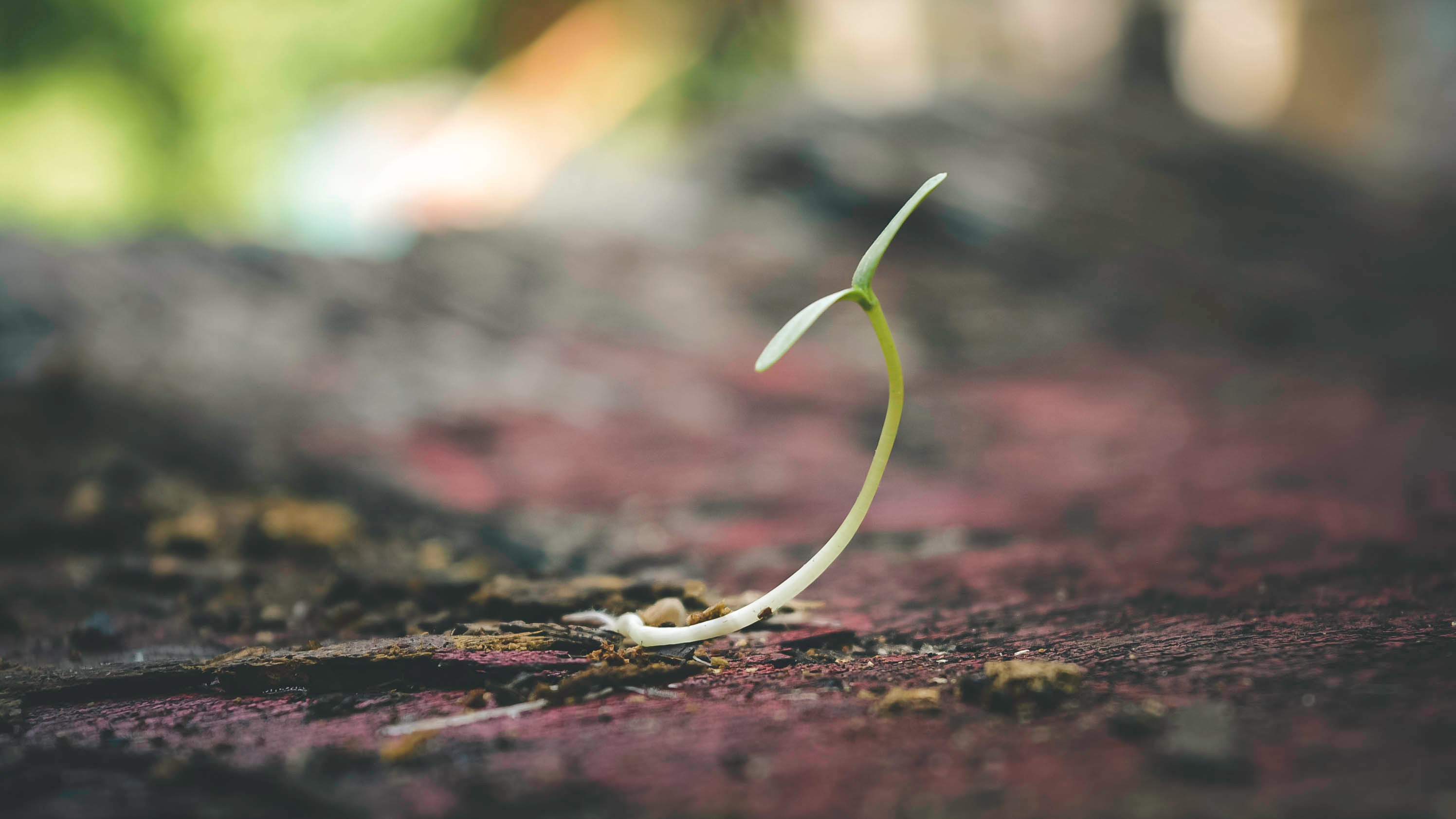 Alfalfa Sprouts